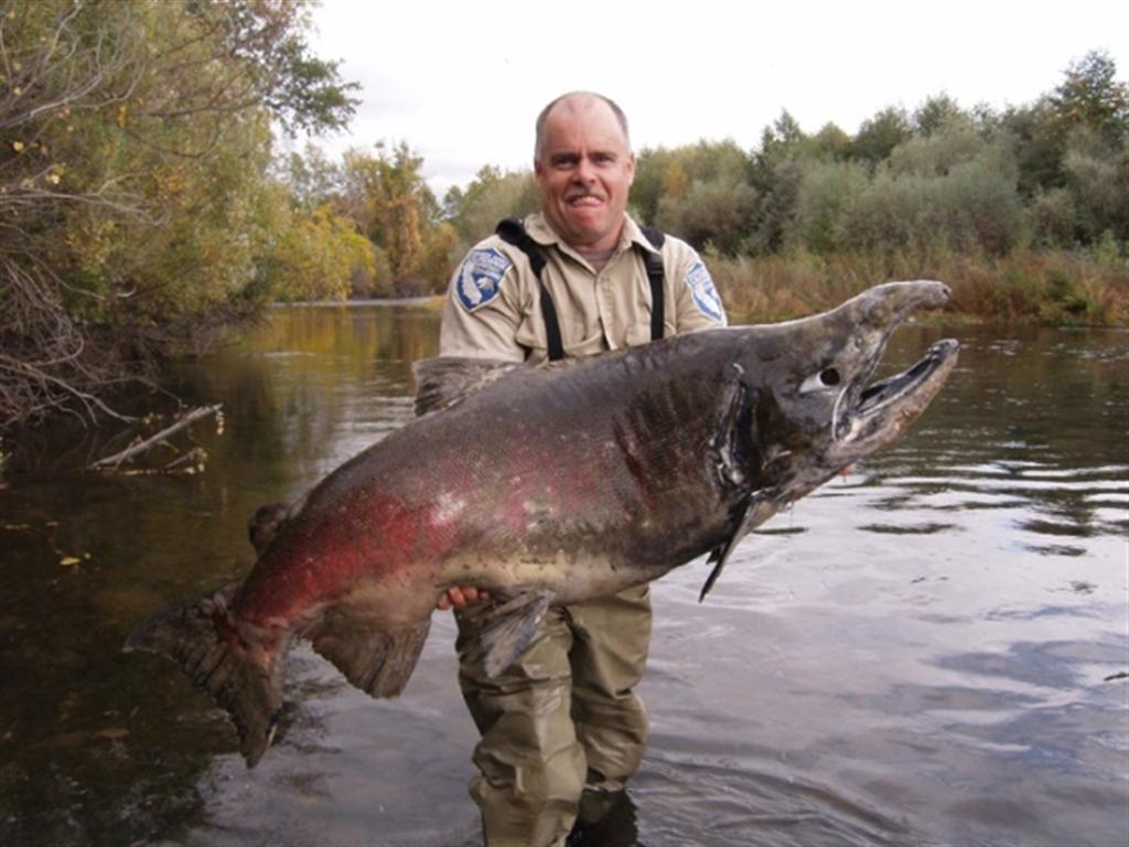 90 pound salmon in local river!